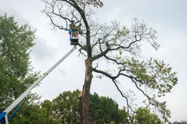 Best Residential Tree Removal  in Butler, OH